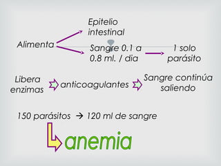 Alimenta
Epitelio
intestinal
Sangre 0.1 a
0.8 ml. / dia
1 solo
parásito
Libera
enzimas
anticoagulantes
Sangre continúa
saliendo
150 parásitos  120 ml de sangre
 