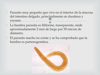 
 Parasito muy pequeño que vive en el interior de la mucosa
del intestino delgado, principalmente en duodeno y
yeyuno.
 La hembra parasita es filiforme, transparente, mide
aproximadamente 2 mm de largo por 50 micras de
diámetro.
 El parasito macho no existe y se ha comprobado que la
hembra es partenogenética.
 