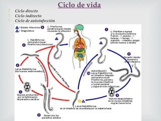 
 Ciclo directo
 Ciclo indirecto
 Ciclo de autoinfección
Ciclo de vida
 