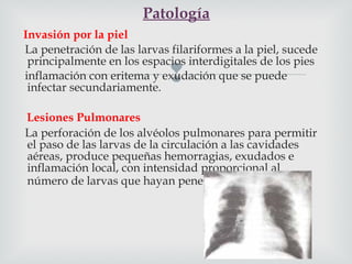 
Invasión por la piel
La penetración de las larvas filariformes a la piel, sucede
principalmente en los espacios interdigitales de los pies
inflamación con eritema y exudación que se puede
infectar secundariamente.
Lesiones Pulmonares
La perforación de los alvéolos pulmonares para permitir
el paso de las larvas de la circulación a las cavidades
aéreas, produce pequeñas hemorragias, exudados e
inflamación local, con intensidad proporcional al
número de larvas que hayan penetrado.
Patología
 