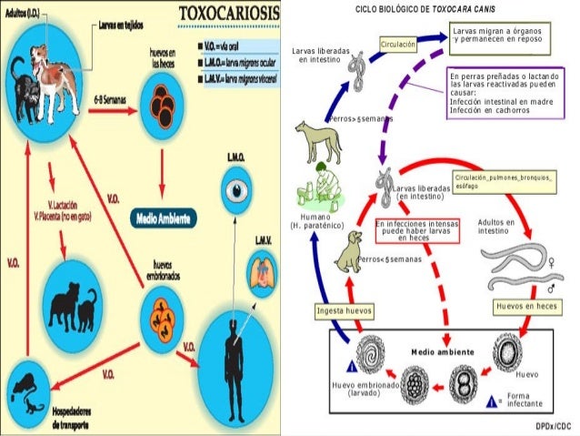 CICLO DE VIDA TOXOCARA CANIS PDF