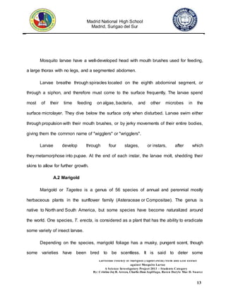 Madrid National High School
Madrid, Surigao del Sur
Larvicidal Potency of Marigold (Tagetes erecta) Stem and Leaf Extract
against Mosquito Larvae
A Science Investigatory Project 2013 – Students Category
By: Cristine JoyR. Arreza, Charlie Jhon Aspillaga, Raven Daryle Mae D. Suarez
13
Mosquito larvae have a well-developed head with mouth brushes used for feeding,
a large thorax with no legs, and a segmented abdomen.
Larvae breathe through spiracles located on the eighth abdominal segment, or
through a siphon, and therefore must come to the surface frequently. The larvae spend
most of their time feeding on algae, bacteria, and other microbes in the
surface microlayer. They dive below the surface only when disturbed. Larvae swim either
through propulsion with their mouth brushes, or by jerky movements of their entire bodies,
giving them the common name of "wigglers" or "wrigglers".
Larvae develop through four stages, or instars, after which
they metamorphose into pupae. At the end of each instar, the larvae molt, shedding their
skins to allow for further growth.
A.2 Marigold
Marigold or Tagetes is a genus of 56 species of annual and perennial mostly
herbaceous plants in the sunflower family (Asteraceae or Compositae). The genus is
native to North and South America, but some species have become naturalized around
the world. One species, T. erecta, is considered as a plant that has the ability to eradicate
some variety of insect larvae.
Depending on the species, marigold foliage has a musky, pungent scent, though
some varieties have been bred to be scentless. It is said to deter some
 