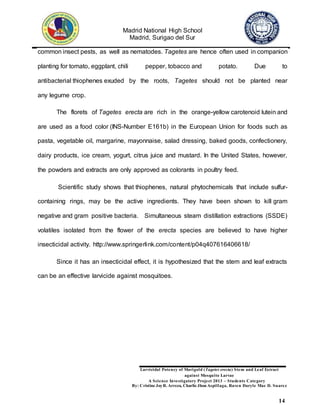 Madrid National High School
Madrid, Surigao del Sur
Larvicidal Potency of Marigold (Tagetes erecta) Stem and Leaf Extract
against Mosquito Larvae
A Science Investigatory Project 2013 – Students Category
By: Cristine JoyR. Arreza, Charlie Jhon Aspillaga, Raven Daryle Mae D. Suarez
14
common insect pests, as well as nematodes. Tagetes are hence often used in companion
planting for tomato, eggplant, chili pepper, tobacco and potato. Due to
antibacterial thiophenes exuded by the roots, Tagetes should not be planted near
any legume crop.
The florets of Tagetes erecta are rich in the orange-yellow carotenoid lutein and
are used as a food color (INS-Number E161b) in the European Union for foods such as
pasta, vegetable oil, margarine, mayonnaise, salad dressing, baked goods, confectionery,
dairy products, ice cream, yogurt, citrus juice and mustard. In the United States, however,
the powders and extracts are only approved as colorants in poultry feed.
Scientific study shows that thiophenes, natural phytochemicals that include sulfur-
containing rings, may be the active ingredients. They have been shown to kill gram
negative and gram positive bacteria. Simultaneous steam distillation extractions (SSDE)
volatiles isolated from the flower of the erecta species are believed to have higher
insecticidal activity. http://www.springerlink.com/content/p04q407616406618/
Since it has an insecticidal effect, it is hypothesized that the stem and leaf extracts
can be an effective larvicide against mosquitoes.
 