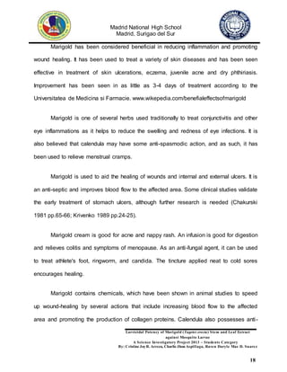Madrid National High School
Madrid, Surigao del Sur
Larvicidal Potency of Marigold (Tagetes erecta) Stem and Leaf Extract
against Mosquito Larvae
A Science Investigatory Project 2013 – Students Category
By: Cristine JoyR. Arreza, Charlie Jhon Aspillaga, Raven Daryle Mae D. Suarez
18
Marigold has been considered beneficial in reducing inflammation and promoting
wound healing. It has been used to treat a variety of skin diseases and has been seen
effective in treatment of skin ulcerations, eczema, juvenile acne and dry phthiriasis.
Improvement has been seen in as little as 3-4 days of treatment according to the
Universitatea de Medicina si Farmacie. www.wikepedia.com/benefialeffectsofmarigold
Marigold is one of several herbs used traditionally to treat conjunctivitis and other
eye inflammations as it helps to reduce the swelling and redness of eye infections. It is
also believed that calendula may have some anti-spasmodic action, and as such, it has
been used to relieve menstrual cramps.
Marigold is used to aid the healing of wounds and internal and external ulcers. It is
an anti-septic and improves blood flow to the affected area. Some clinical studies validate
the early treatment of stomach ulcers, although further research is needed (Chakurski
1981 pp.65-66; Krivenko 1989 pp.24-25).
Marigold cream is good for acne and nappy rash. An infusion is good for digestion
and relieves colitis and symptoms of menopause. As an anti-fungal agent, it can be used
to treat athlete's foot, ringworm, and candida. The tincture applied neat to cold sores
encourages healing.
Marigold contains chemicals, which have been shown in animal studies to speed
up wound-healing by several actions that include increasing blood flow to the affected
area and promoting the production of collagen proteins. Calendula also possesses anti-
 