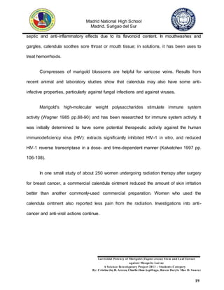 Madrid National High School
Madrid, Surigao del Sur
Larvicidal Potency of Marigold (Tagetes erecta) Stem and Leaf Extract
against Mosquito Larvae
A Science Investigatory Project 2013 – Students Category
By: Cristine JoyR. Arreza, Charlie Jhon Aspillaga, Raven Daryle Mae D. Suarez
19
septic and anti-inflammatory effects due to its flavonoid content. In mouthwashes and
gargles, calendula soothes sore throat or mouth tissue; in solutions, it has been uses to
treat hemorrhoids.
Compresses of marigold blossoms are helpful for varicose veins. Results from
recent animal and laboratory studies show that calendula may also have some anti-
infective properties, particularly against fungal infections and against viruses.
Marigold's high-molecular weight polysaccharides stimulate immune system
activity (Wagner 1985 pp.88-90) and has been researched for immune system activity. It
was initially determined to have some potential therapeutic activity against the human
immunodeficiency virus (HIV): extracts significantly inhibited HIV-1 in vitro, and reduced
HIV-1 reverse transcriptase in a dose- and time-dependent manner (Kalvatchev 1997 pp.
106-108).
In one small study of about 250 women undergoing radiation therapy after surgery
for breast cancer, a commercial calendula ointment reduced the amount of skin irritation
better than another commonly-used commercial preparation. Women who used the
calendula ointment also reported less pain from the radiation. Investigations into anti-
cancer and anti-viral actions continue.
 
