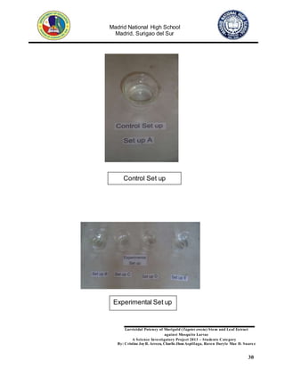 Madrid National High School
Madrid, Surigao del Sur
Larvicidal Potency of Marigold (Tagetes erecta) Stem and Leaf Extract
against Mosquito Larvae
A Science Investigatory Project 2013 – Students Category
By: Cristine JoyR. Arreza, Charlie Jhon Aspillaga, Raven Daryle Mae D. Suarez
30
Control Set up
Experimental Set up
 