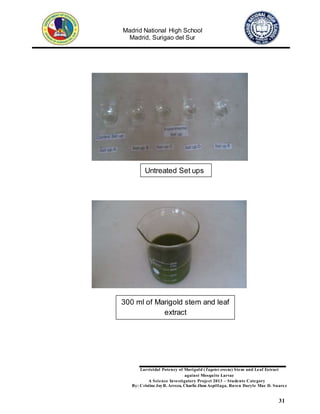 Madrid National High School
Madrid, Surigao del Sur
Larvicidal Potency of Marigold (Tagetes erecta) Stem and Leaf Extract
against Mosquito Larvae
A Science Investigatory Project 2013 – Students Category
By: Cristine JoyR. Arreza, Charlie Jhon Aspillaga, Raven Daryle Mae D. Suarez
31
Untreated Set ups
300 ml of Marigold stem and leaf
extract
 