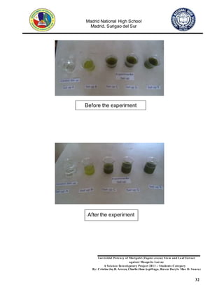 Madrid National High School
Madrid, Surigao del Sur
Larvicidal Potency of Marigold (Tagetes erecta) Stem and Leaf Extract
against Mosquito Larvae
A Science Investigatory Project 2013 – Students Category
By: Cristine JoyR. Arreza, Charlie Jhon Aspillaga, Raven Daryle Mae D. Suarez
32
Before the experiment
After the experiment
 