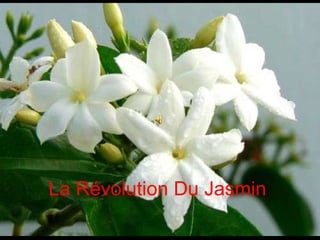 La Révolution Du Jasmin 