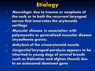 Etiology
1. Neurologic: due to trauma or neoplasia of
the neck or to both the recurrent laryngeal
nerves that innervates the arytenoids
cartilage.
2. Muscular disease: in association with
polymyositis or generalized muscular disease
(myasthenia gravis).
3. Ankylosis of the cricoarytenoid muscle.
4. Congenital laryngeal paralysis appears to be
inherited in young dogs of several breeds
(such as Dalmatian and afghan Hound) due
to an autosomal dominant gene.
 