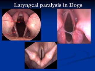 Laryngeal paralysis in Dogs
 