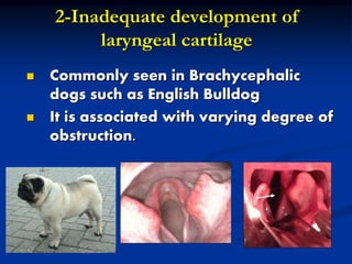 2-Inadequate development of
laryngeal cartilage
 Commonly seen in Brachycephalic
dogs such as English Bulldog
 It is associated with varying degree of
obstruction.
 