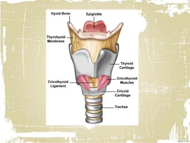 Laryngeal infections