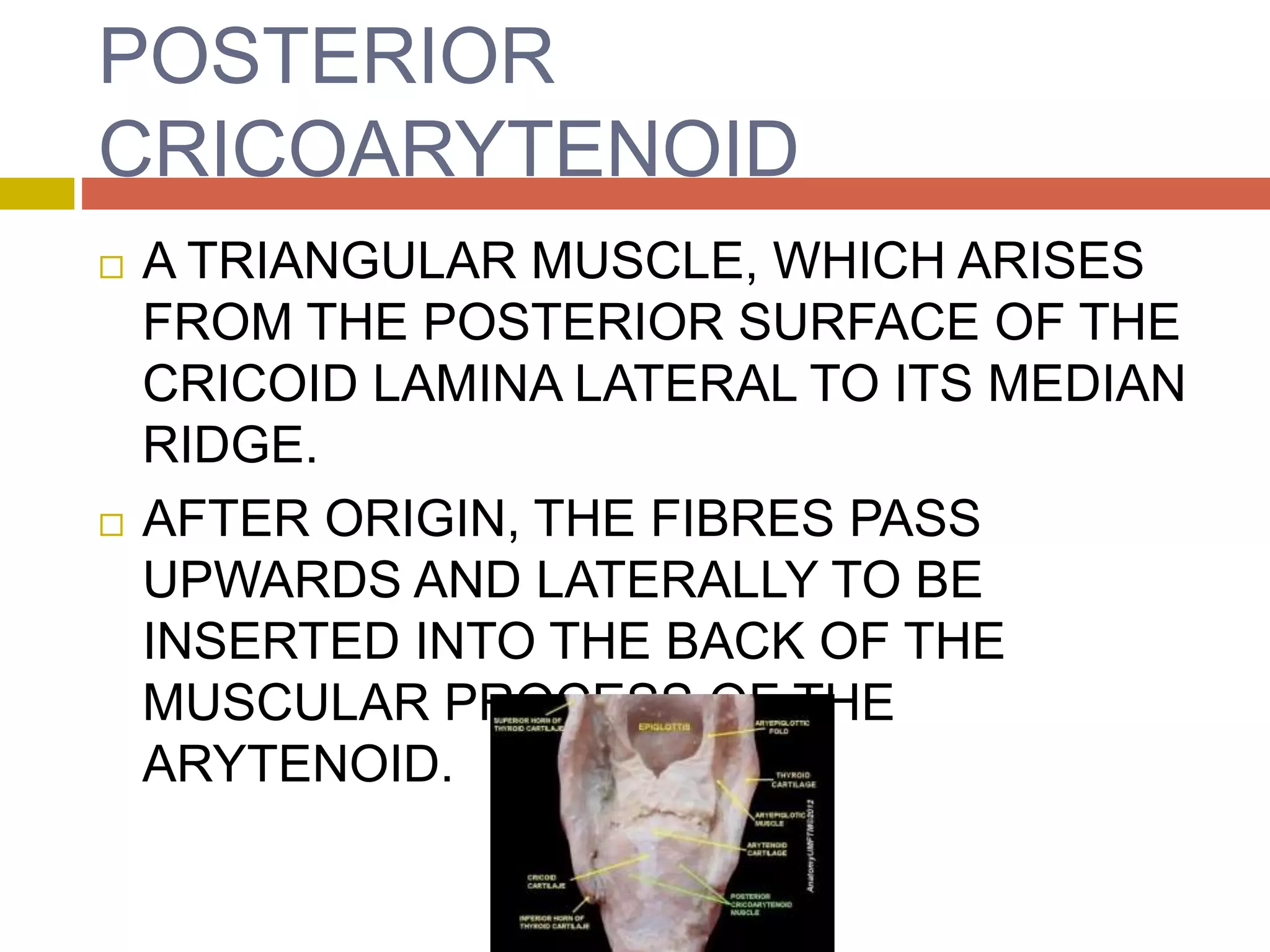 Laryngeal Muscles | PPTX