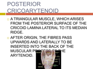 Laryngeal Muscles | PPTX