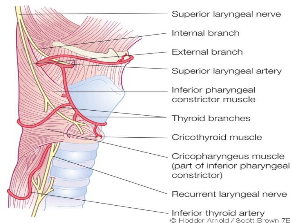 Laryngeal paralysis