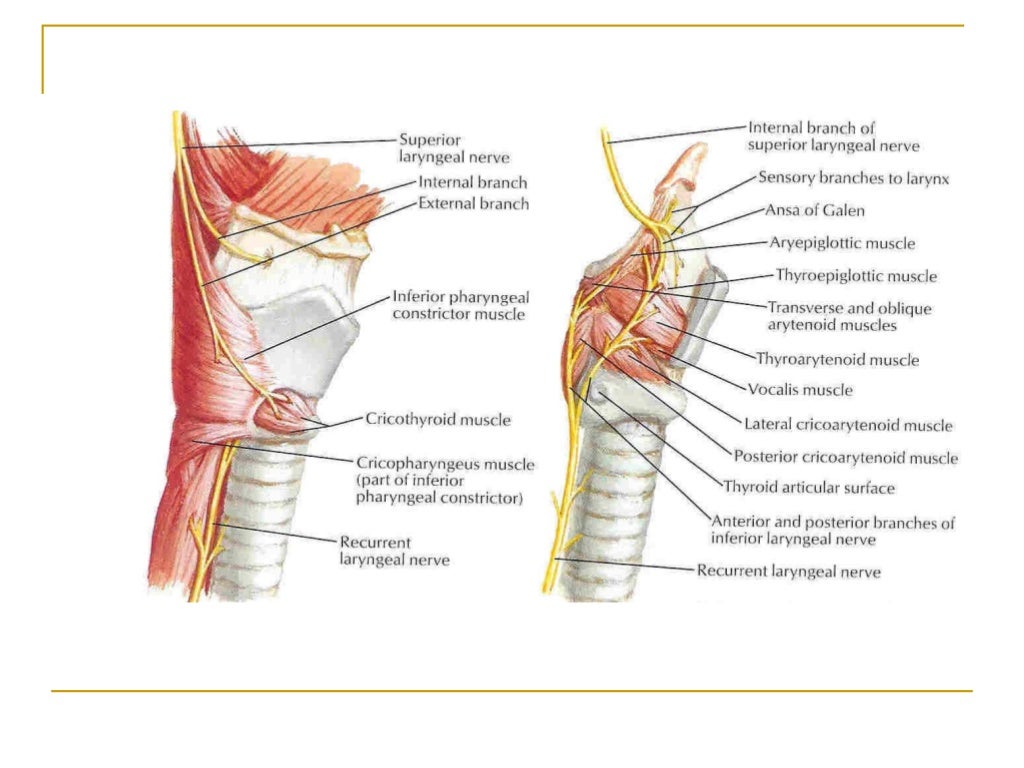 Laryngeal paralysis final