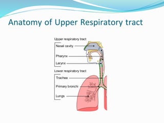 Anatomy of Upper Respiratory tract
 