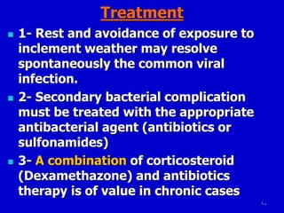 10
Treatment
 1- Rest and avoidance of exposure to
inclement weather may resolve
spontaneously the common viral
infection.
 2- Secondary bacterial complication
must be treated with the appropriate
antibacterial agent (antibiotics or
sulfonamides)
 3- A combination of corticosteroid
(Dexamethazone) and antibiotics
therapy is of value in chronic cases
 