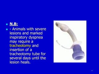 11
 N.B:
 - Animals with severe
lesions and marked
inspiratory dyspnea
may require a
tracheotomy and
insertion of a
tracheotomy tube for
several days until the
lesion heals.
 