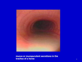 9
mucus or mucopurulent secretions in the
trachea of a horse