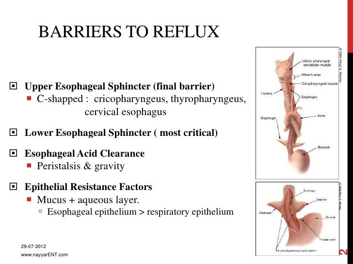 Laryngopharyngeal reflux 2