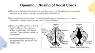  Our vocal cords pivot constantly during the breathing cycle: opening during inhalation,
closing into a slightly separated rest position after exhalation.
Opening / Closing of Vocal Cords
 Movements that swing the vocal cords open (abduction) or closed (adduction) occur by
swiveling the arytenoid cartilages on the back of the cricoid ring.
 During forceful inspiration or during
hyperventilation, the cords open
widely, producing an oval shaped
opening. This minimizes resistance
to breathing.
 Recurrent laryngeal nerve injury
causes vocal cord paralysis on the
affected side.
 
