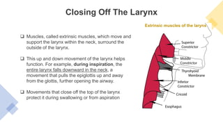Closing Off The Larynx
Extrinsic muscles of the larynx
 Muscles, called extrinsic muscles, which move and
support the larynx within the neck, surround the
outside of the larynx.
 This up and down movement of the larynx helps
function. For example, during inspiration, the
entire larynx falls downward in the neck, a
movement that pulls the epiglottis up and away
from the glottis, further opening the airway.
 Movements that close off the top of the larynx
protect it during swallowing or from aspiration
 