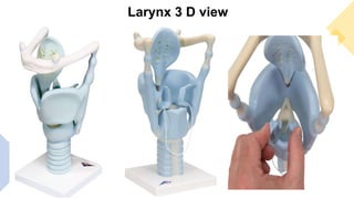 Larynx 3 D view
 