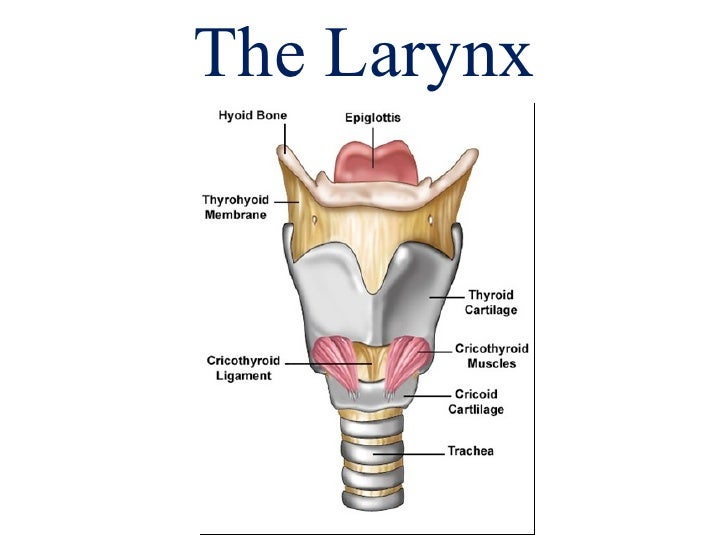 Larynx And Trachea Anatomy