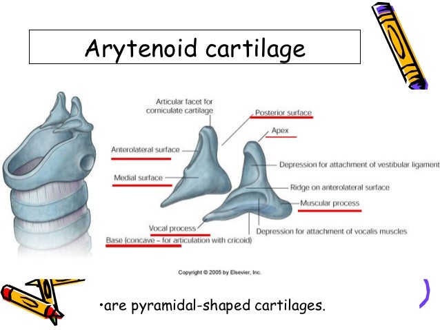 anatomy of Larynx