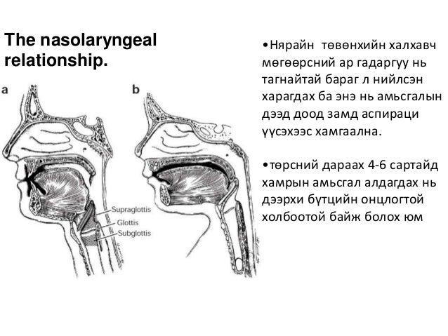 Larynx. first class