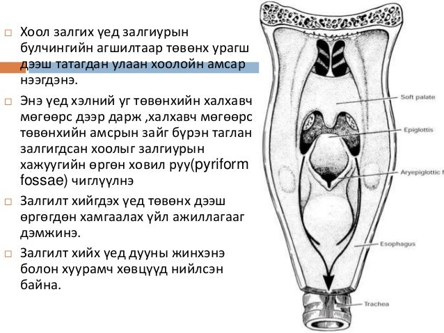 Larynx. first class