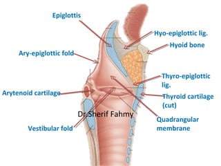 Thyroid cartilage
(cut)
Thyro-epiglottic
lig.
Hyoid bone
Hyo-epiglottic lig.
Vestibular fold
Arytenoid cartilage
Ary-epigl...