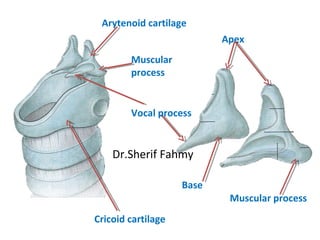 Arytenoid cartilage
Apex
Base
Vocal process
Muscular process
Cricoid cartilage
Muscular
process
Dr.Sherif Fahmy
 