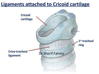 Ligaments attached to Cricoid cartilage
Crico-tracheal
ligament
1st
tracheal
ring
Cricoid
cartilage
Dr.Sherif Fahmy
 