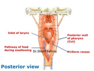 Posterior view
Posterior wall
of pharynx
(Cut)
Piriform recess
Inlet of larynx
Pathway of food
during swallowing Dr.Sherif...