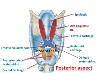 Epiglottis
Thyroid cartilage
Arytenoid
cartilage
Posterior aspect
Transverse arytenoid
Oblique
arytenoid m.
Ary-epiglottic...