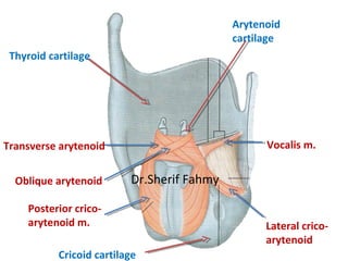 Posterior crico-
arytenoid m. Lateral crico-
arytenoid
Transverse arytenoid
Oblique arytenoid
Vocalis m.
Arytenoid
cartila...