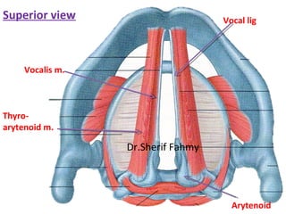 Superior view
Arytenoid
Vocal lig
Vocalis m.
Thyro-
arytenoid m.
Dr.Sherif Fahmy
 