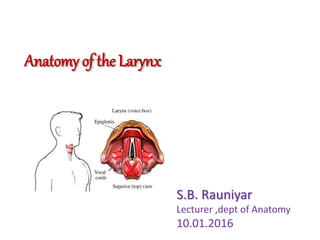 Anatomy of the Larynx
S.B. Rauniyar
Lecturer ,dept of Anatomy
10.01.2016
 