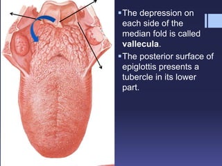 The depression on
each side of the
median fold is called
vallecula.
The posterior surface of
epiglottis presents a
tubercle in its lower
part.
 