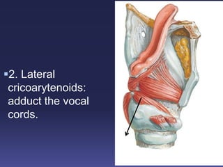 2. Lateral
cricoarytenoids:
adduct the vocal
cords.
 