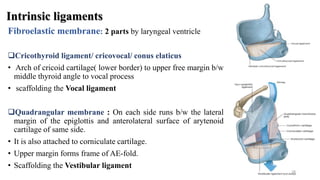 Larynx | PPTX