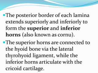 The posterior border of each lamina
extends superiorly and inferiorly to
form the superior and inferior
horns (also known as cornu).
The superior horns are connected to
the hyoid bone via the lateral
thyrohyoid ligament, while the
inferior horns articulate with the
cricoid cartilage.
 