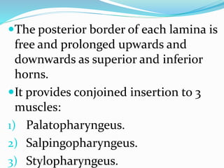 The posterior border of each lamina is
free and prolonged upwards and
downwards as superior and inferior
horns.
It provides conjoined insertion to 3
muscles:
1) Palatopharyngeus.
2) Salpingopharyngeus.
3) Stylopharyngeus.
 