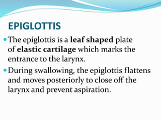 EPIGLOTTIS
The epiglottis is a leaf shaped plate
of elastic cartilage which marks the
entrance to the larynx.
During swallowing, the epiglottis flattens
and moves posteriorly to close off the
larynx and prevent aspiration.
 