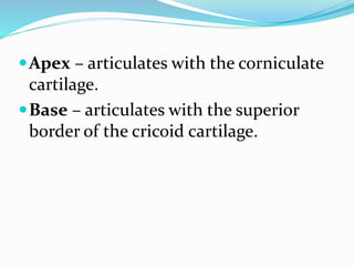 Apex – articulates with the corniculate
cartilage.
Base – articulates with the superior
border of the cricoid cartilage.
 