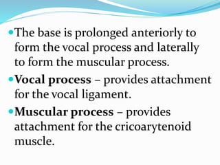 The base is prolonged anteriorly to
form the vocal process and laterally
to form the muscular process.
Vocal process – provides attachment
for the vocal ligament.
Muscular process – provides
attachment for the cricoarytenoid
muscle.
 