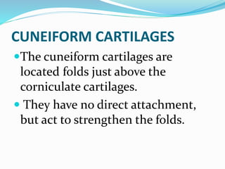 CUNEIFORM CARTILAGES
The cuneiform cartilages are
located folds just above the
corniculate cartilages.
 They have no direct attachment,
but act to strengthen the folds.
 
